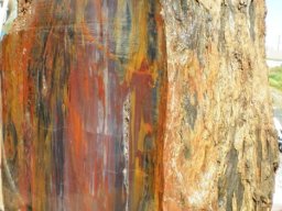 Petrified Wood Speciman